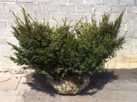 鄂州大连客户购买一颗冠幅2米的红豆杉
