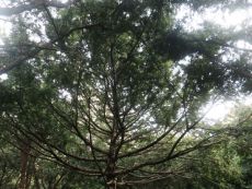 日本红豆杉8