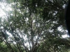 日本红豆杉7