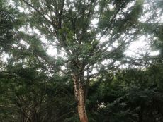 日本红豆杉3